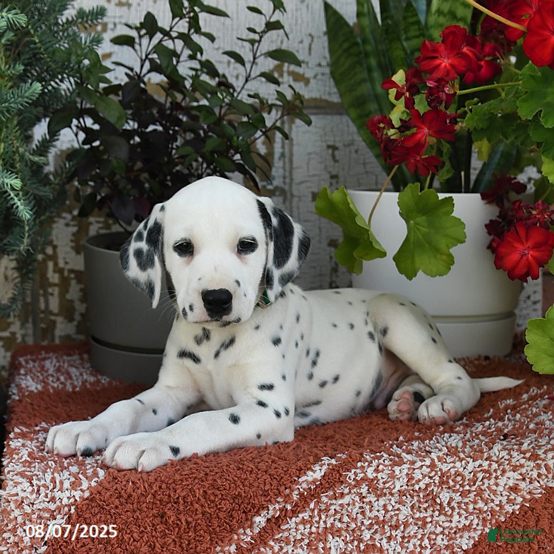 Dalmatian dogs for sale: Oscar - Image 4