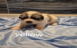 Great Pyrenees dogs for sale: Yellow - Image 1