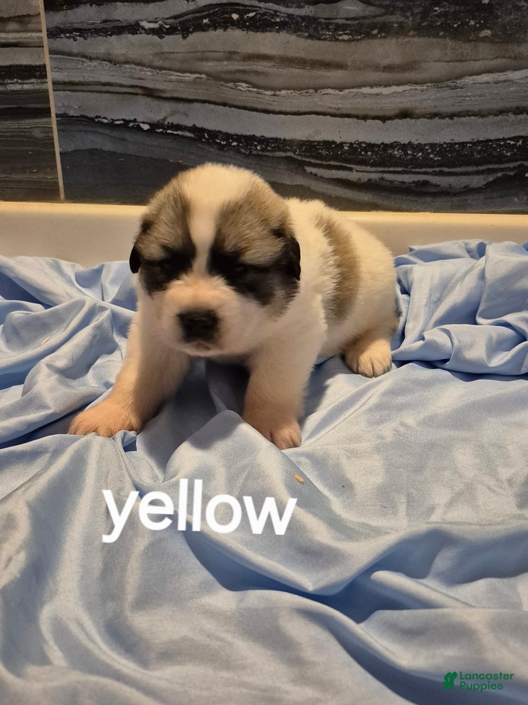 Great Pyrenees dogs for sale: Yellow - Image 1
