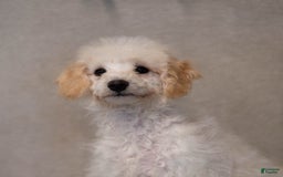 Bichpoo dogs for sale: Konnor - Image 2