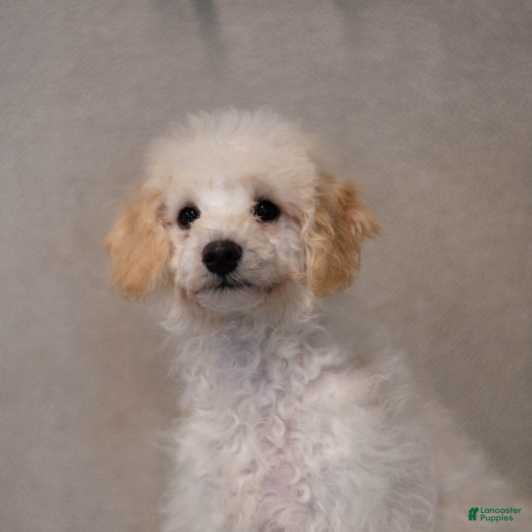 Bichpoo dogs for sale: Konnor - Image 2