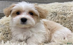 Havanese dogs for sale: Brasii - Image 6