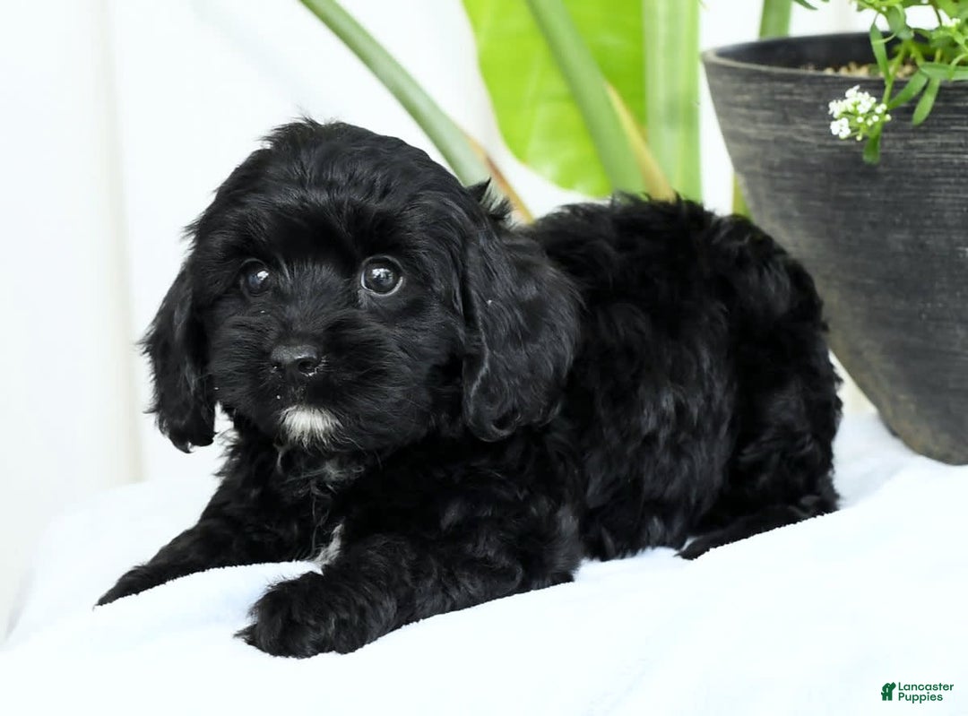 Cavapoo dogs for sale: Grizzly - Image 4