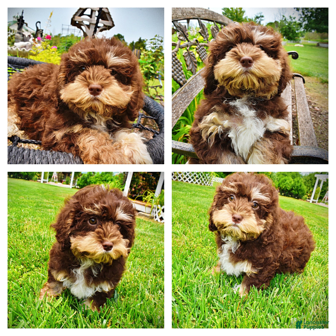 Havapoo dogs for sale: Roxy - Image 22