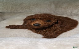 Miniature Poodle dogs for sale: Miniature Poodle 3 puppies - Image 3
