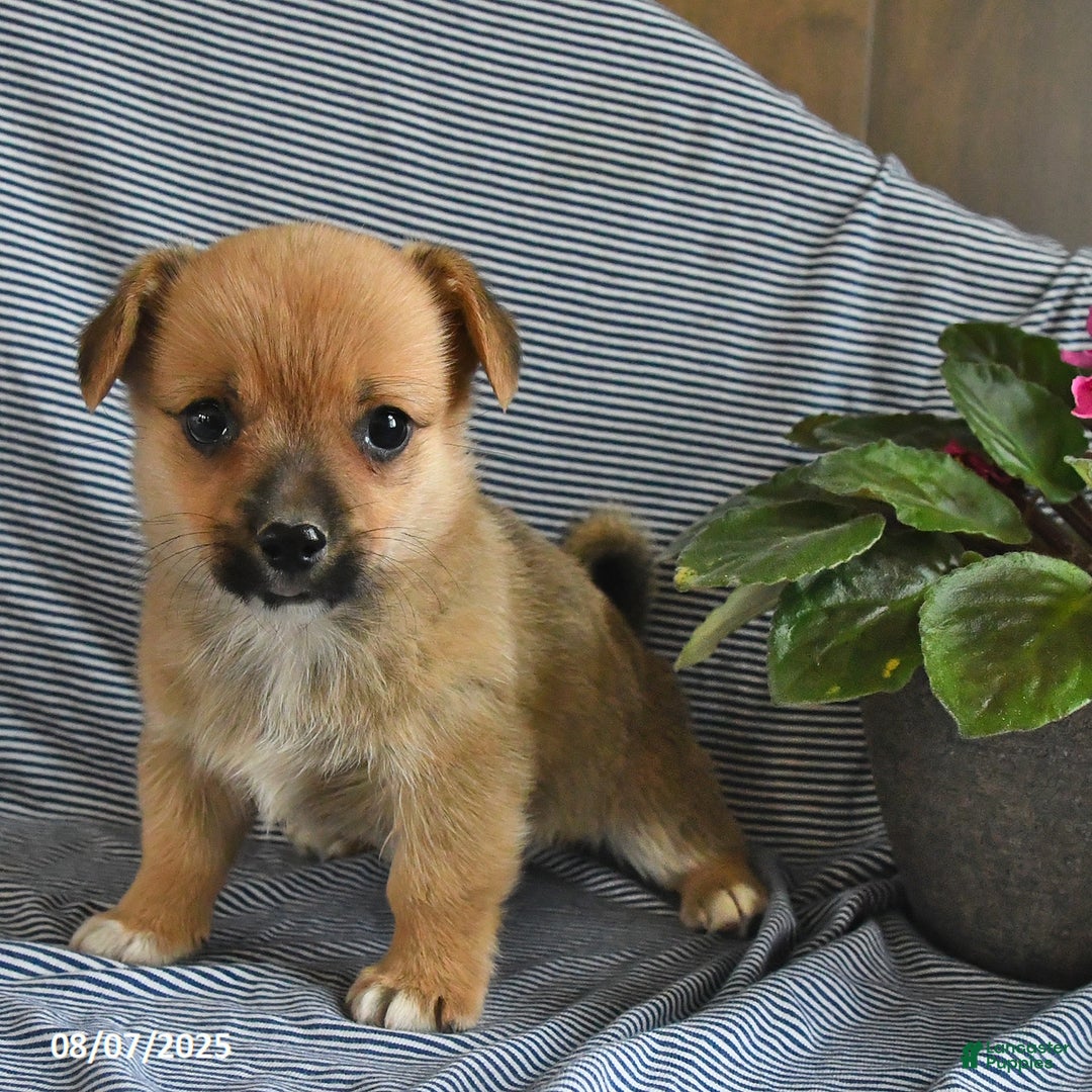 Welsh Corgi Pembroke dogs for sale: Cookie - Image 2