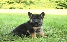 German Shepherd dogs for sale: German Shepherd 8 puppies - Image 25