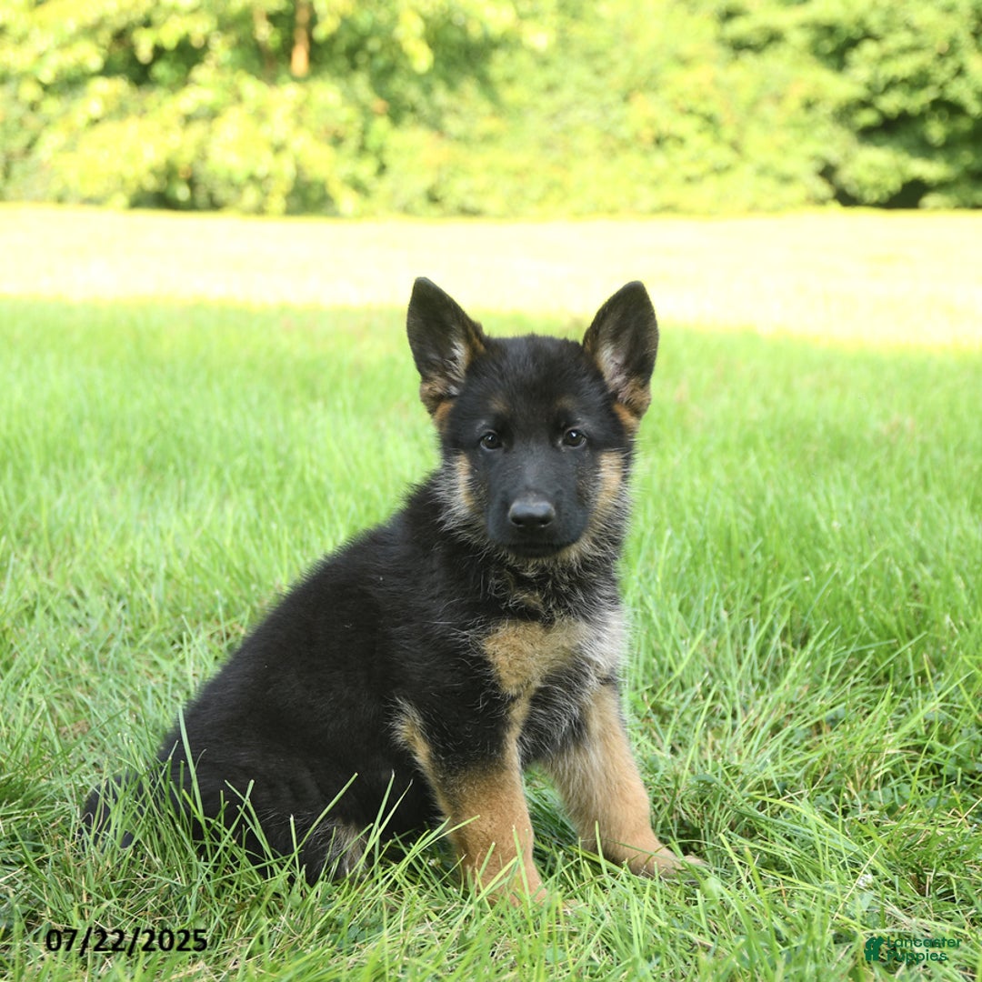German Shepherd dogs for sale: German Shepherd 8 puppies - Image 25
