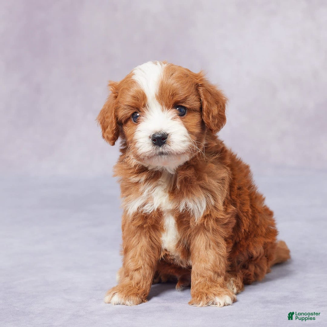 Cavapoo dogs for sale: Hugh - Image 5