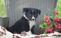 Border Collie dogs for sale: Baxton - Image 2