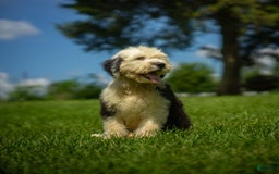Old English Sheepdog dogs for sale: Fluffy - Image 6