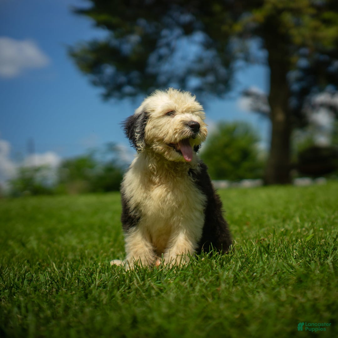 Old English Sheepdog dogs for sale: Fluffy - Image 6
