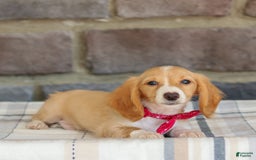 Miniature Dachshund dogs for sale: Skippy - Image 4