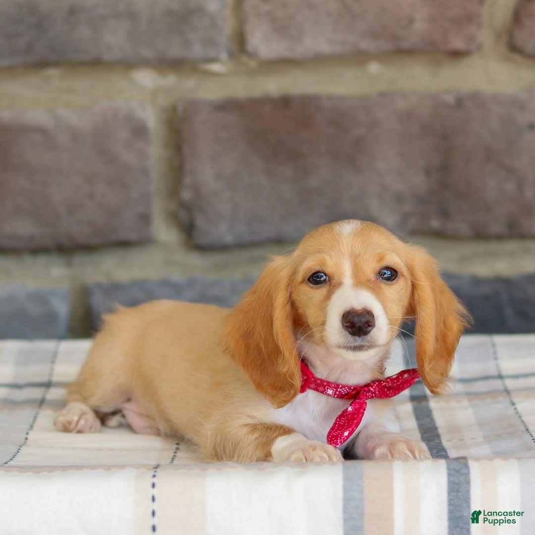 Miniature Dachshund dogs for sale: Skippy - Image 4