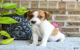 Jack Russell Terrier dogs for sale: Della - Image 1