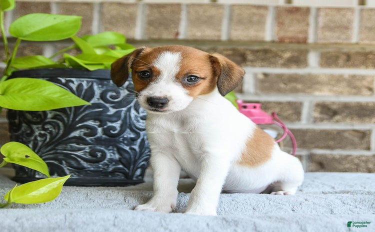 Jack Russell Terrier dogs for sale - Ad 4