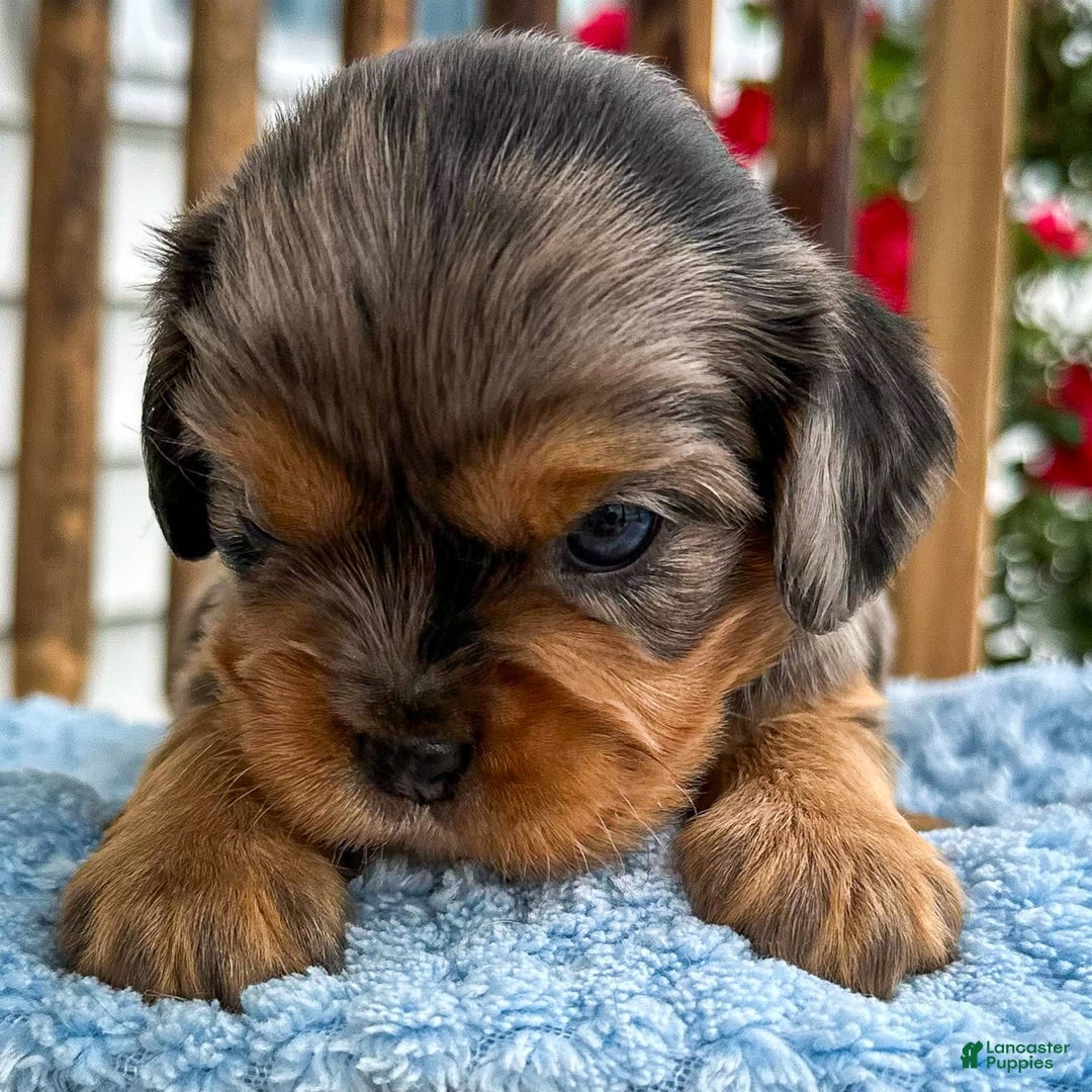 Cavalier King Charles Spaniel dogs for sale: Robby - Image 3