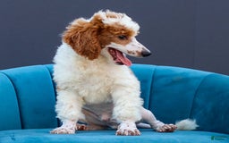 Standard Poodle dogs for sale: Rail - Image 11