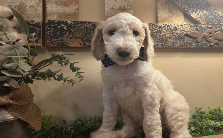 Goldendoodle dogs for sale - Ad 2