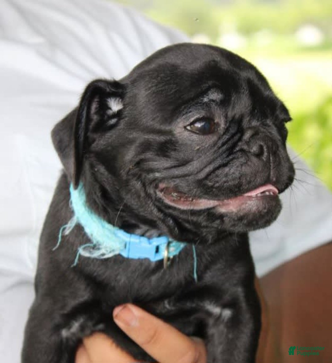 Pug dogs for sale: Jax - Image 3