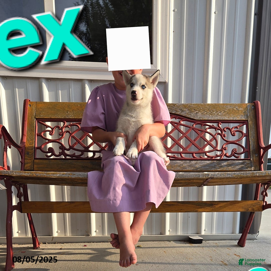 Siberian Husky dogs for sale: Rex - Image 1