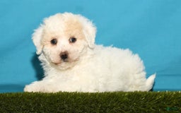Bichpoo dogs for sale: Micky - Image 1