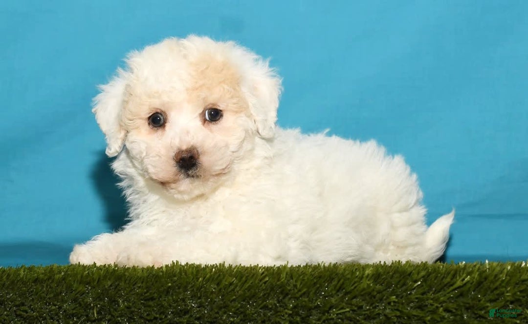 Bichpoo dogs for sale: Micky - Image 1