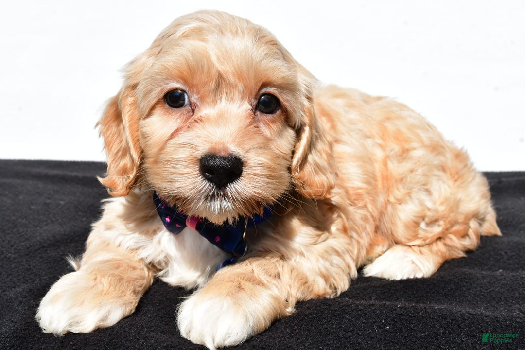Cockapoo dogs for sale: Wes - Image 5