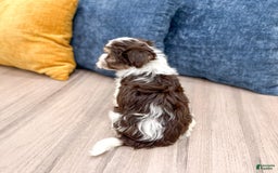 Havanese dogs for sale: Cody - Image 2