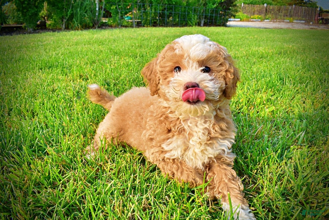 Havapoo dogs for sale: Whisky - Image 5