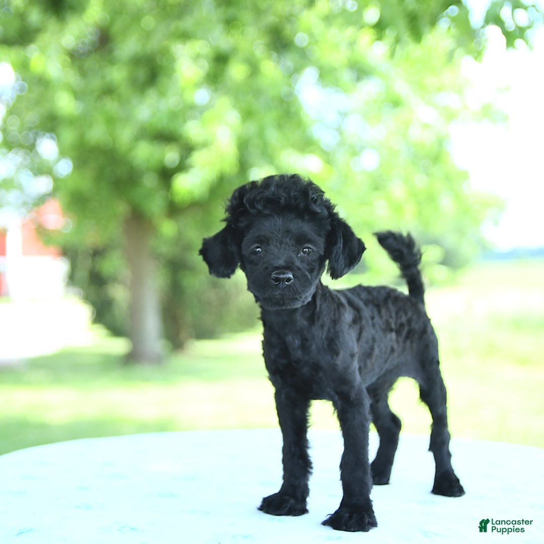 Toy Poodle dogs for sale: Shadow - Image 3