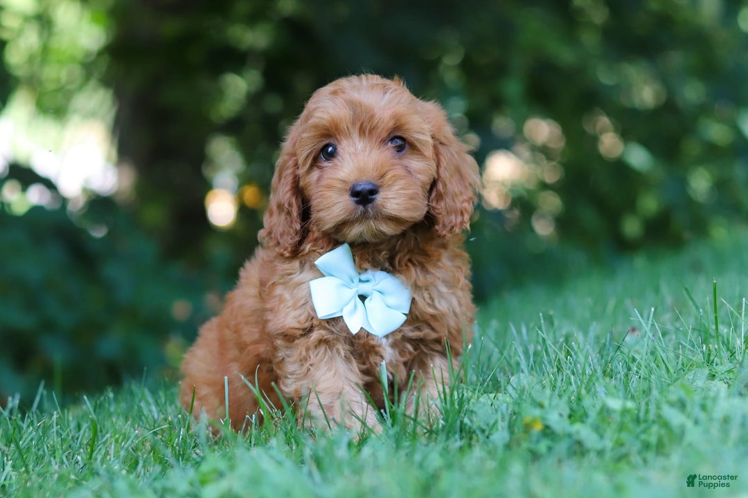Cavapoo dogs for sale: Jude - Image 12