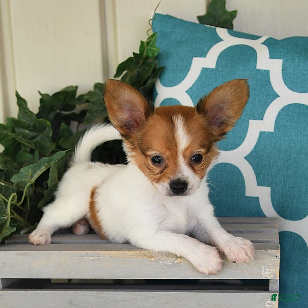 Papillon dogs for sale: Bailey - Image 1