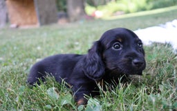 Miniature Dachshund dogs for sale: Mace - Image 12