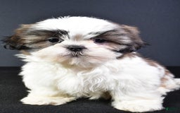 Shih Tzu dogs for sale: Jay - Image 1
