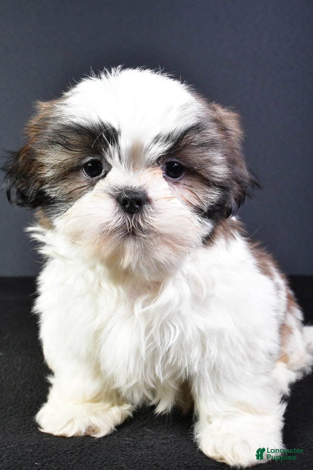 Shih Tzu dogs for sale: Jay - Image 1