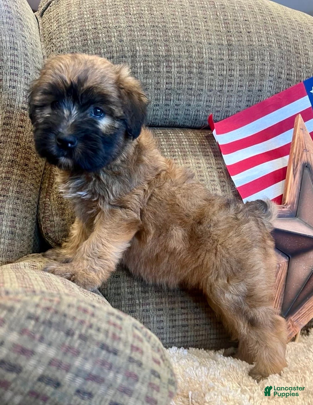 Soft Coated Wheaten Terrier dogs for sale: Molly - Image 4