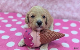 Cockapoo dogs for sale: Kurt - Image 9