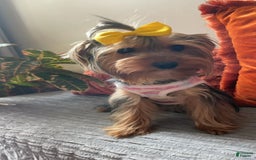 Yorkshire Terrier dogs for sale: Nova - Image 7