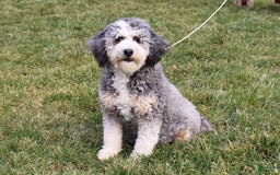 Mini Bernedoodle dogs for sale: Dustin - Image 5