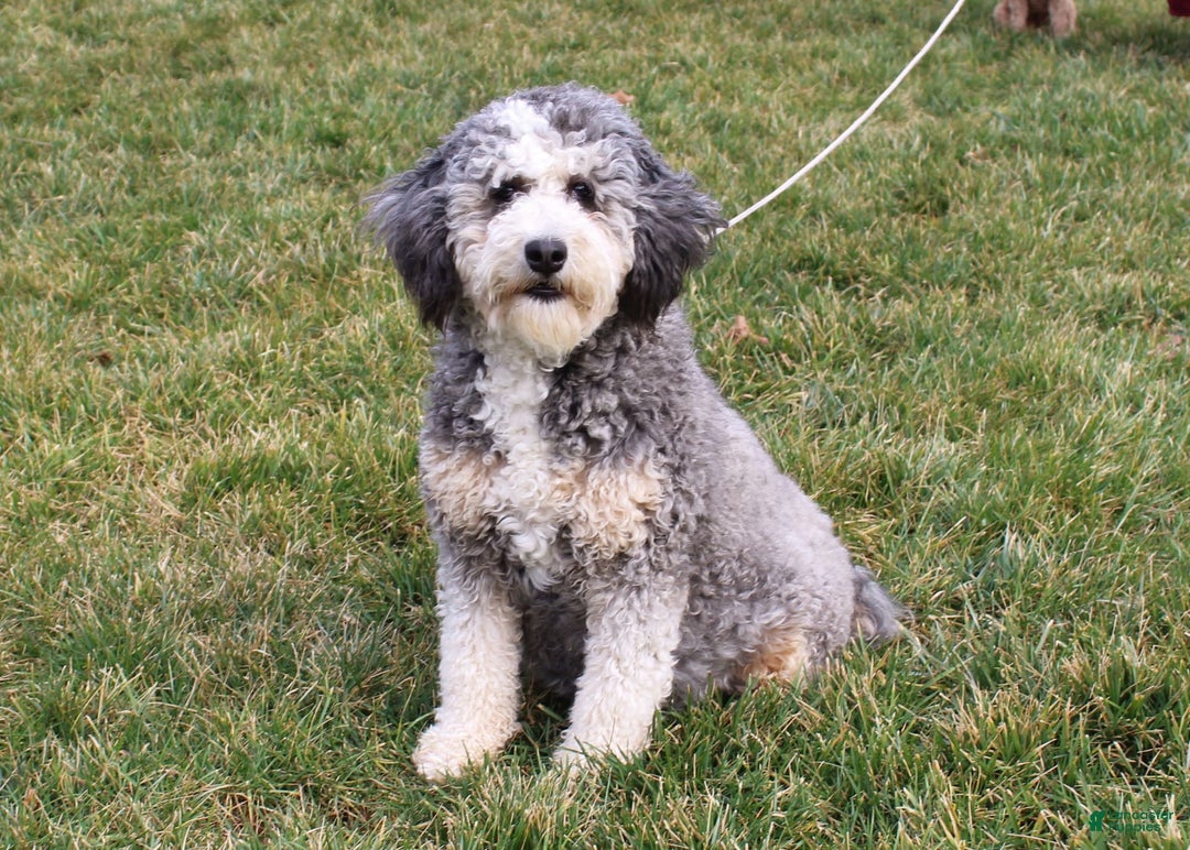 Mini Bernedoodle dogs for sale: Dustin - Image 5