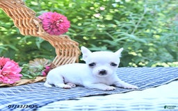 Chihuahua dogs for sale: Ava - Image 5