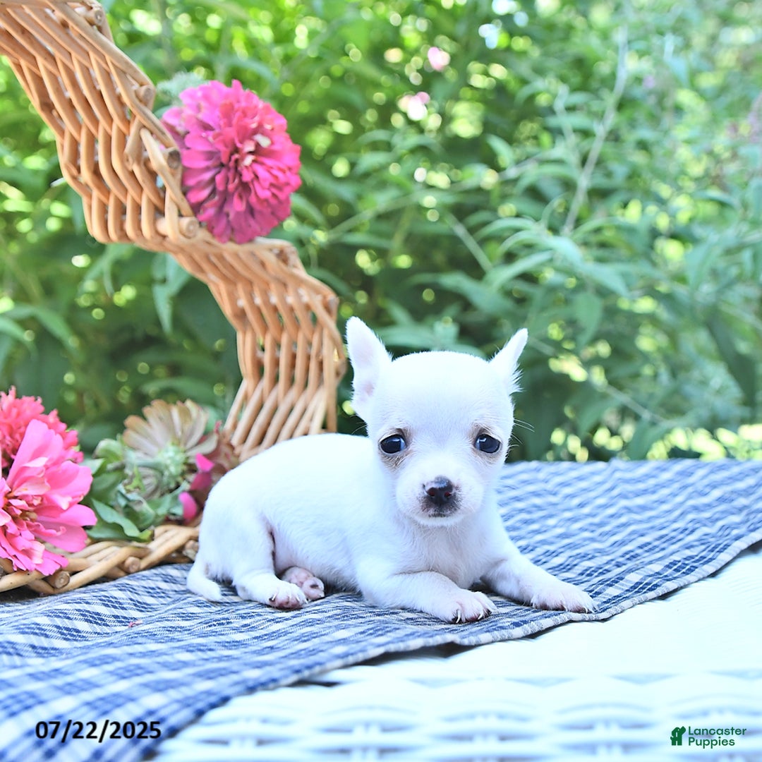 Chihuahua dogs for sale: Ava - Image 5