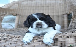 Cocker Spaniel dogs for sale: Rowdy - Image 5