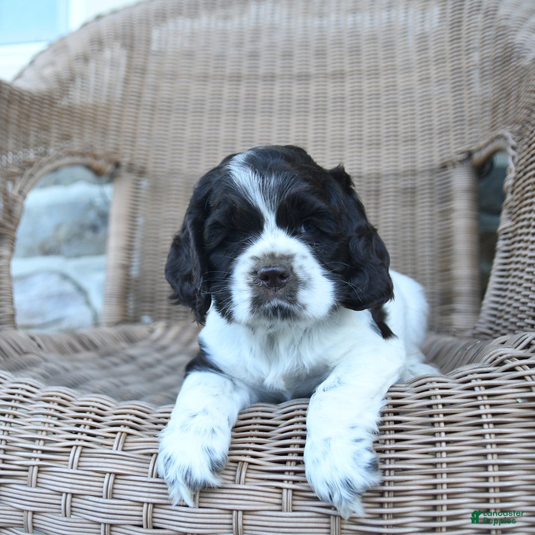 Cocker Spaniel dogs for sale: Rowdy - Image 5