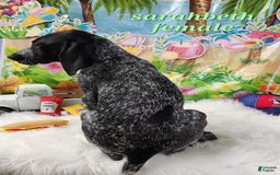 German Shorthaired Pointer dogs for sale: SaraBeth - Image 4