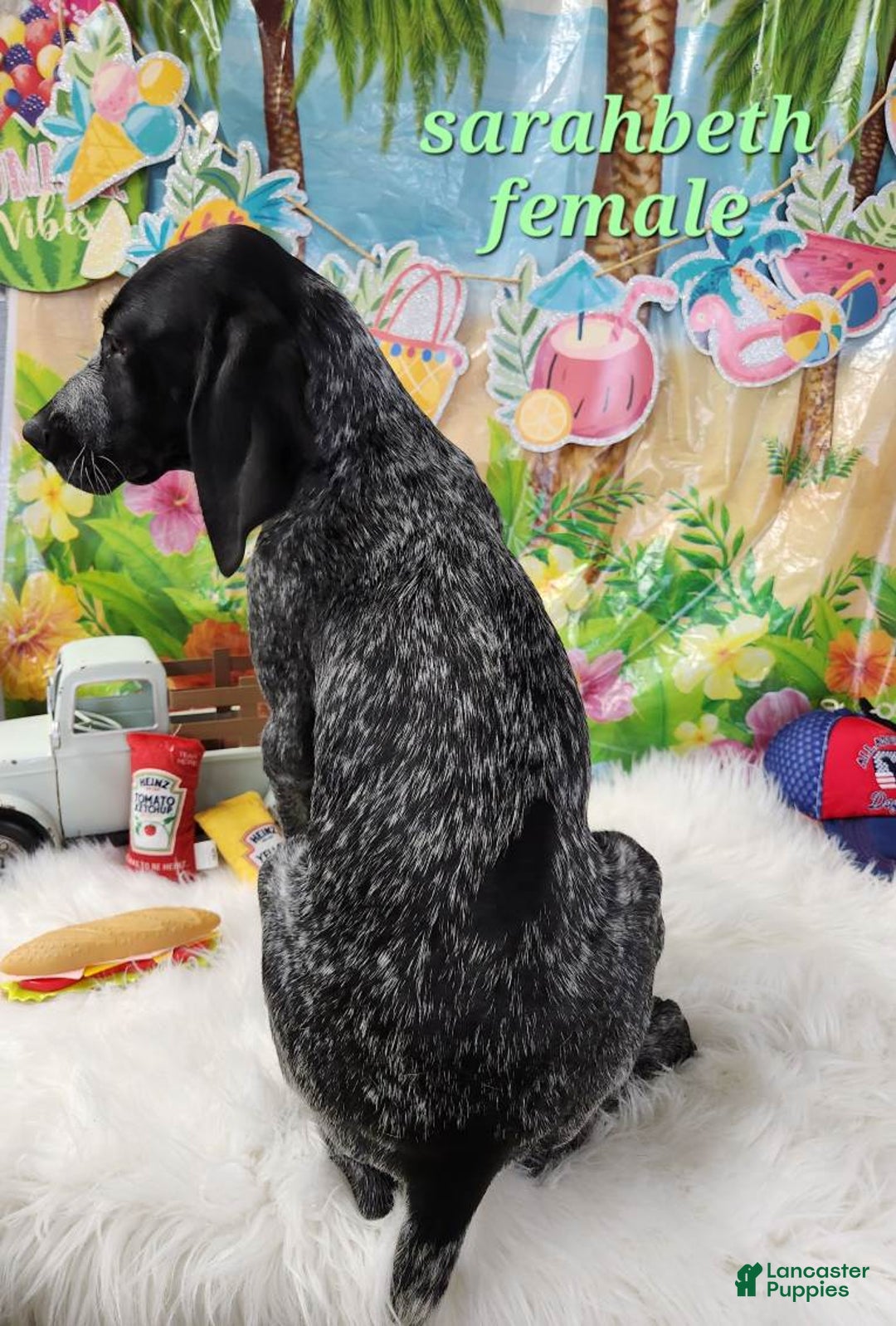 German Shorthaired Pointer dogs for sale: SaraBeth - Image 4