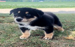 Alaskan Malamute dogs for sale: Nicky - Image 3