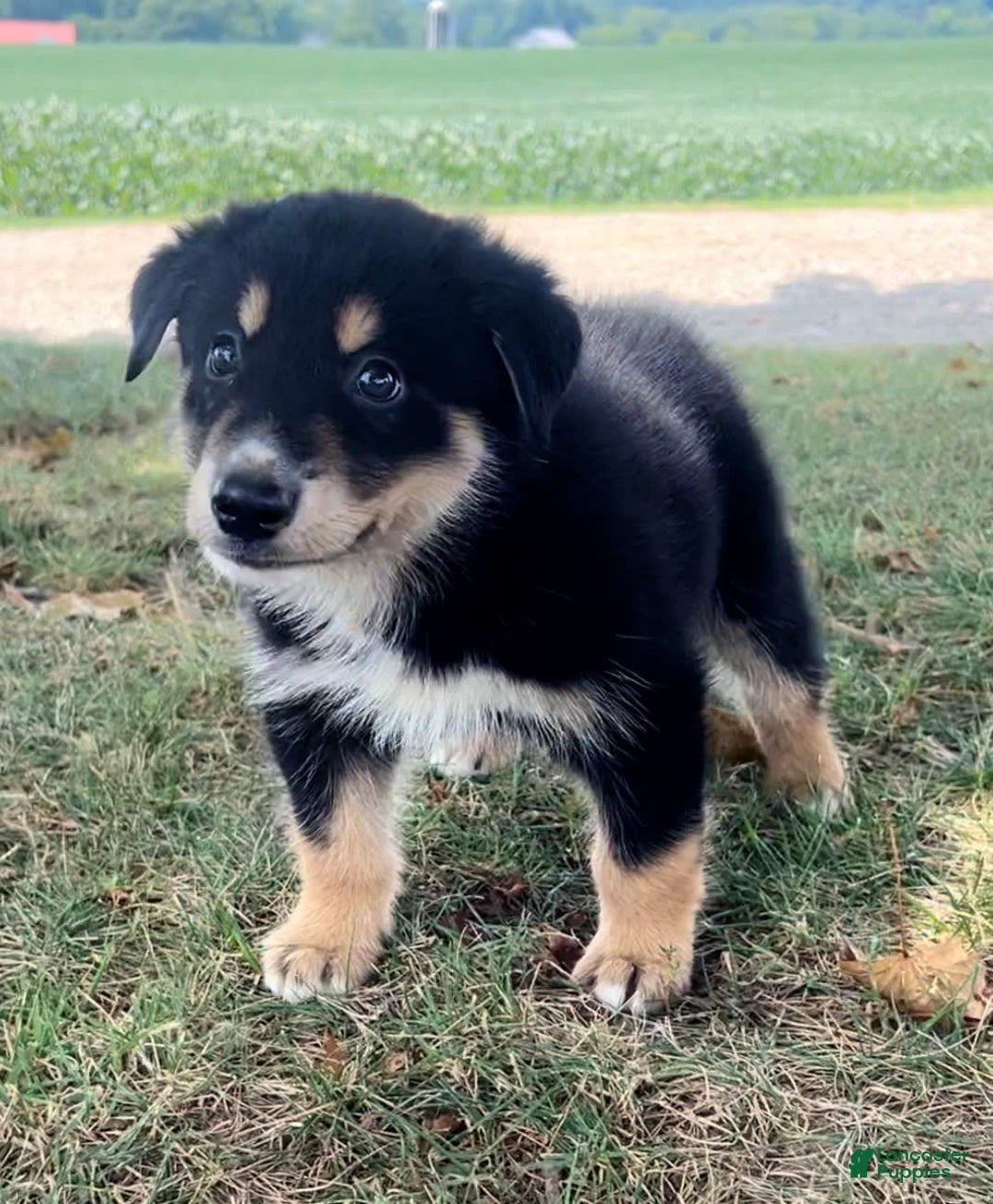 Alaskan Malamute dogs for sale: Nicky - Image 3