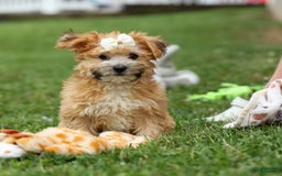 Yochon dogs for sale: Torin - Image 11